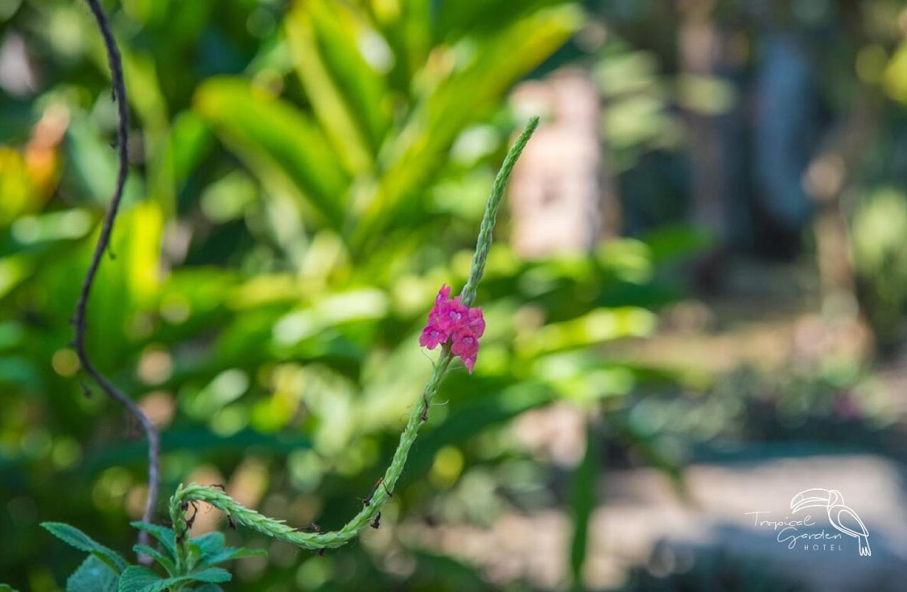 Tropical Garden Hotel Jacó Eksteriør bilde